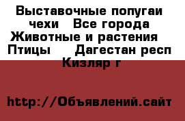 Выставочные попугаи чехи - Все города Животные и растения » Птицы   . Дагестан респ.,Кизляр г.